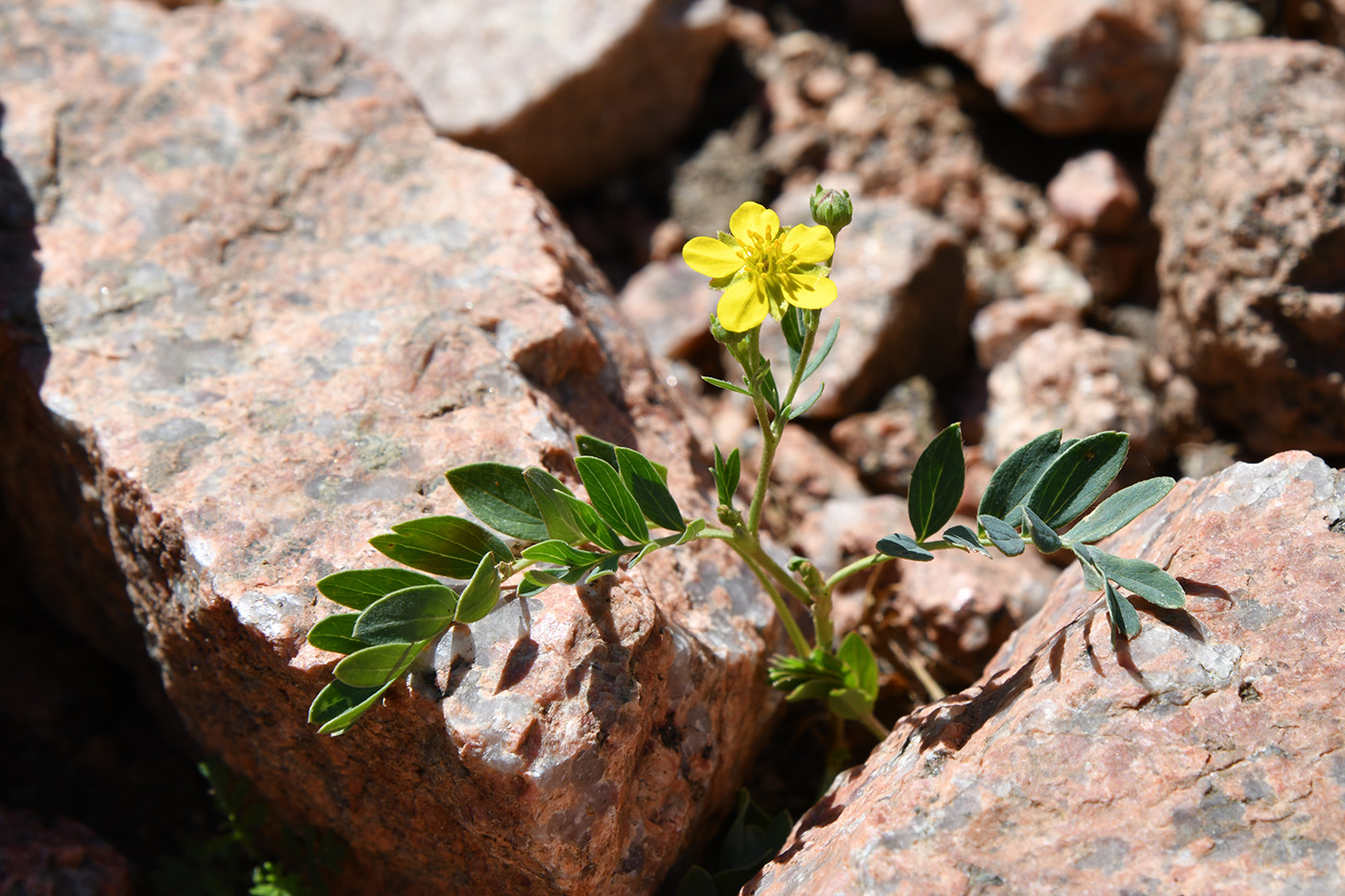 Image of Potentilla orientalis specimen.