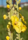 Verbascum phlomoides. Часть соцветия. Владикавказ, левый берег р. Терек, пустырь. 03.07.2022.