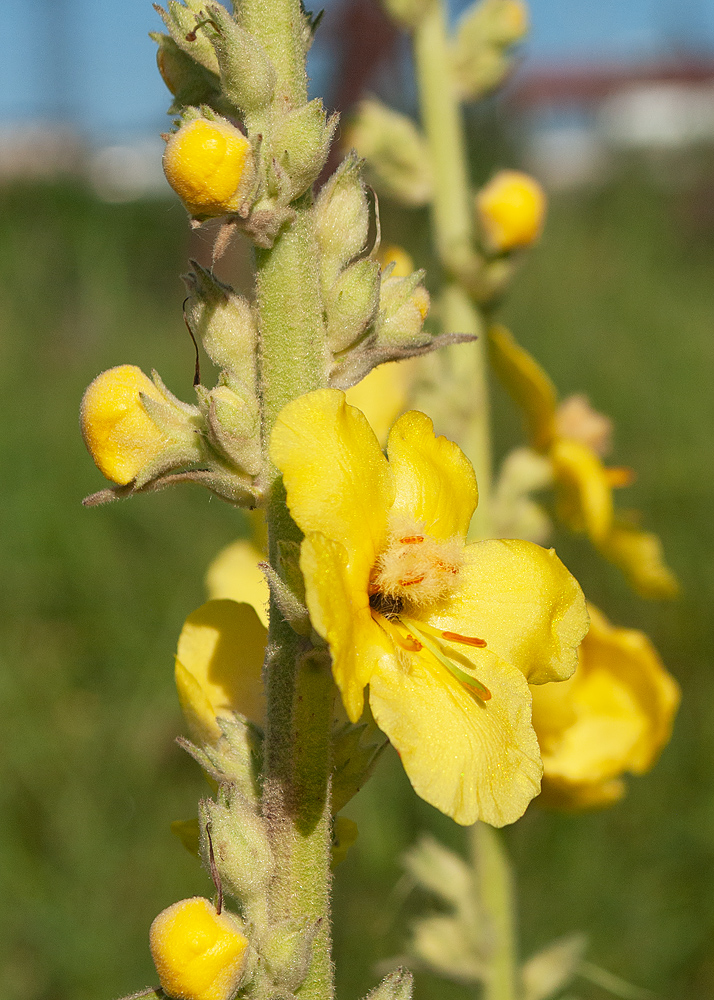 Изображение особи Verbascum phlomoides.