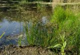 Juncus articulatus. Цветущее и плодоносящее растение. Пермский край, Кунгурский р-н, Ленское сельское поселение, окр. дер. Веслянка, дол. р. Ирень, галечный берег, у воды. 6 августа 2022 г.