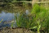 Juncus articulatus