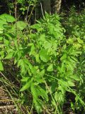 Eupatorium cannabinum