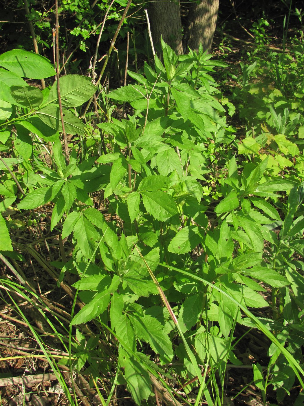 Image of Eupatorium cannabinum specimen.