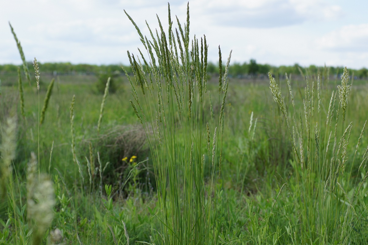 Image of genus Koeleria specimen.