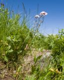 Myosotis alpestris. Цветущее растение. Карачаево-Черкесия, Урупский р-н, Кавказский биосферный заповедник, Имеретинский горный узел, СВ склон пика Ставрополь, верхняя стоянка Имеретинской тропы, ≈ 2400 м н.у.м., альпийский луг. 28.07.2022.