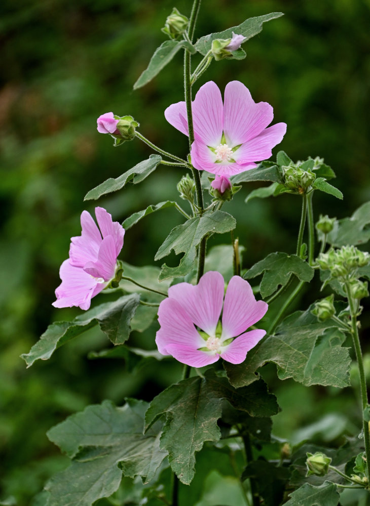 Image of Malva thuringiaca specimen.