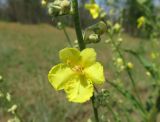 Verbascum banaticum