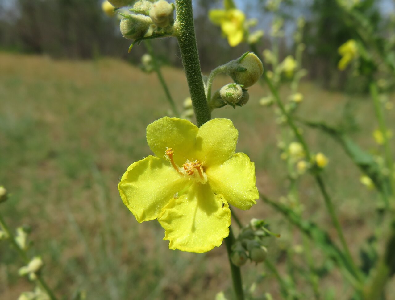 Image of Verbascum banaticum specimen.