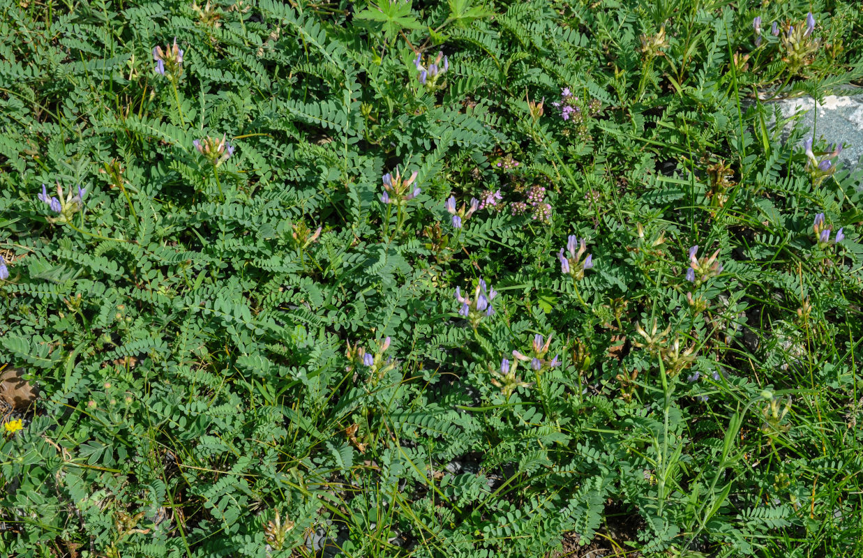 Image of Astragalus austrosibiricus specimen.