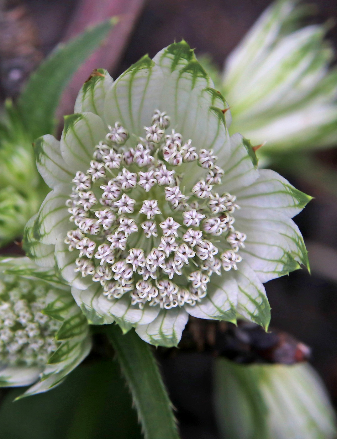 Image of Astrantia major specimen.