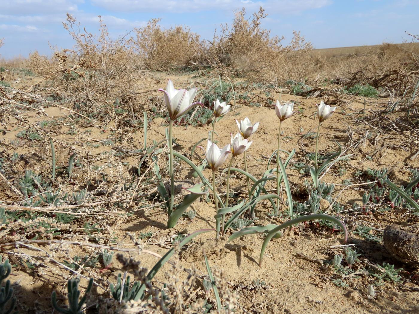 Изображение особи Tulipa sogdiana.