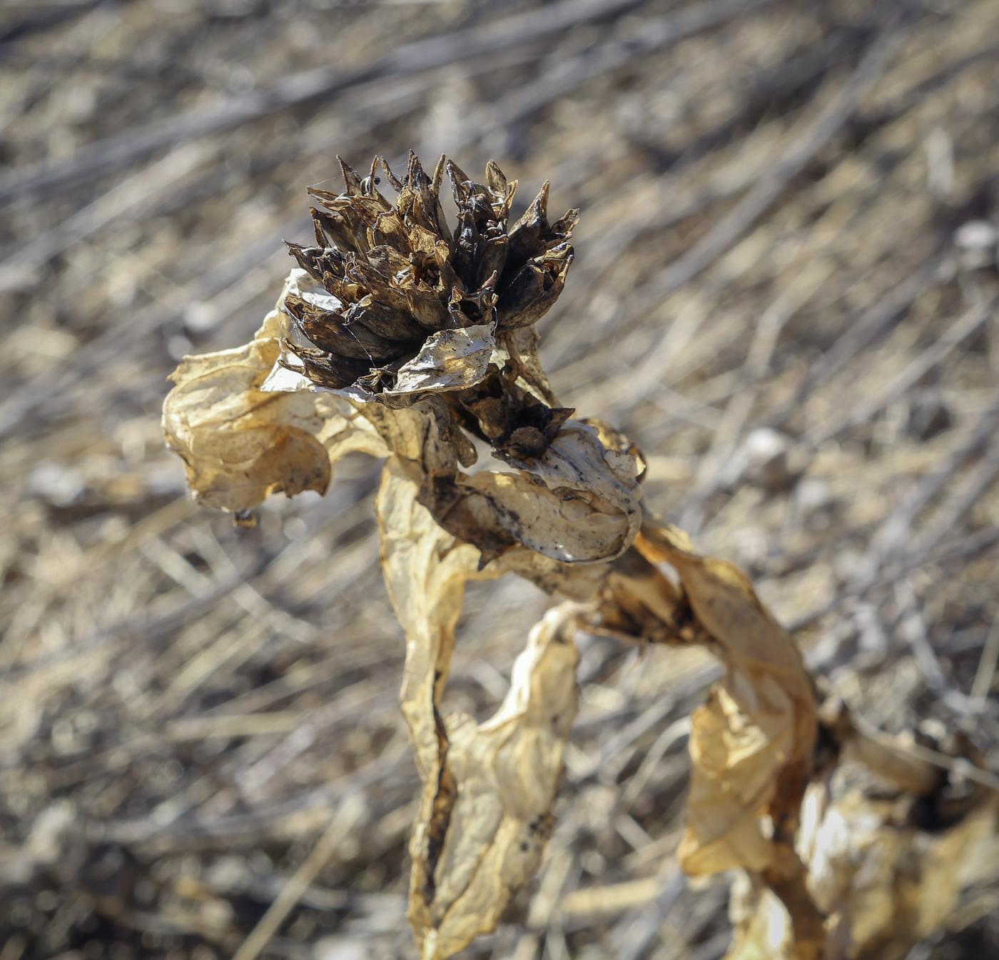 Image of Gentiana cruciata specimen.