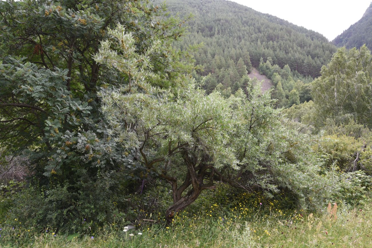 Image of Hippophae rhamnoides specimen.