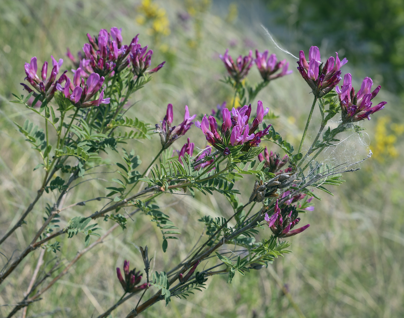 Image of Astragalus cornutus specimen.