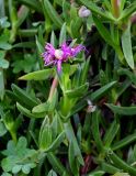 Carpobrotus chilensis