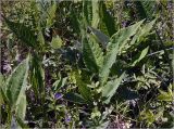 Cirsium heterophyllum