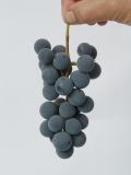Vitis &times; labruscana
