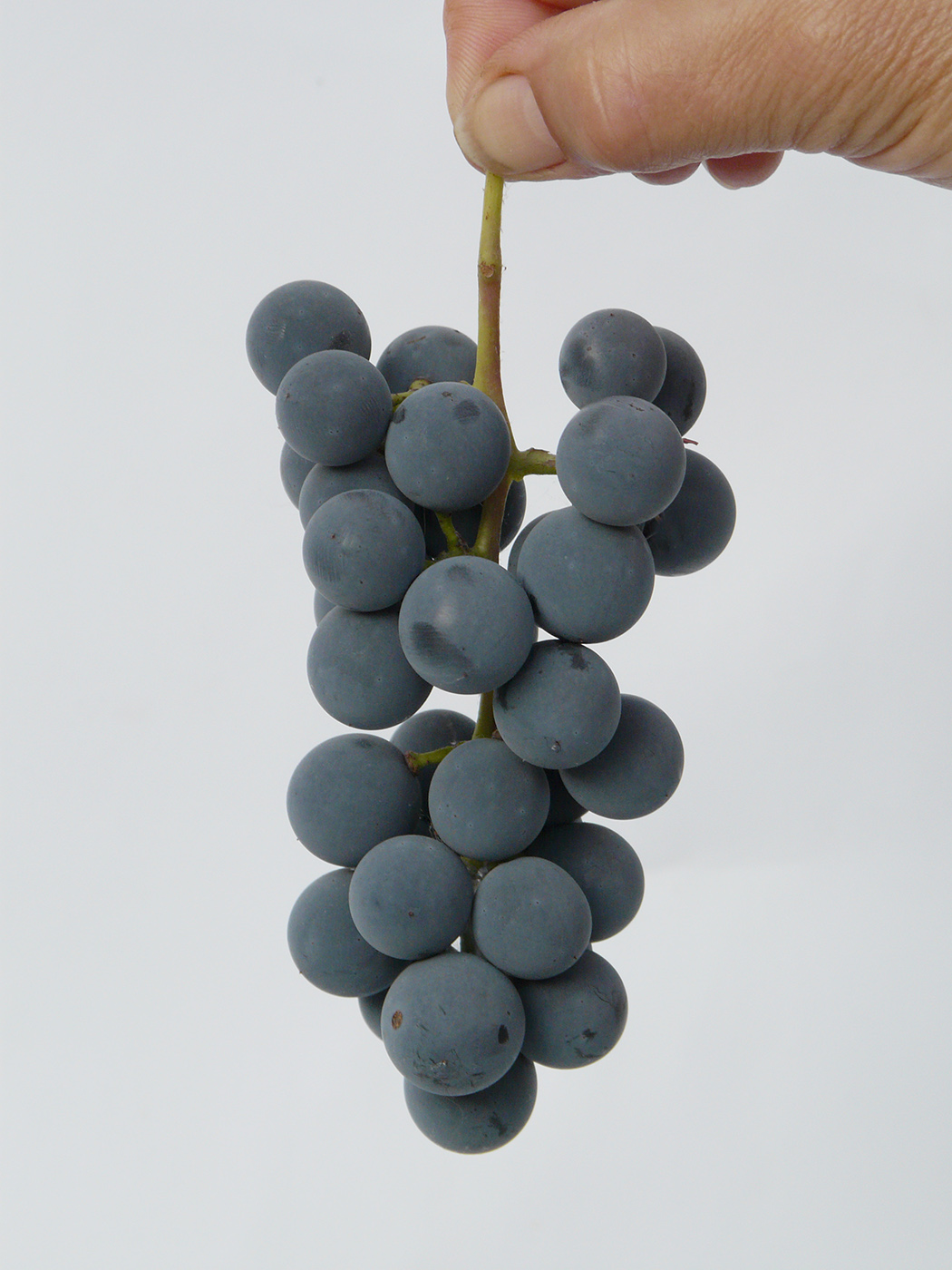 Изображение особи Vitis &times; labruscana.
