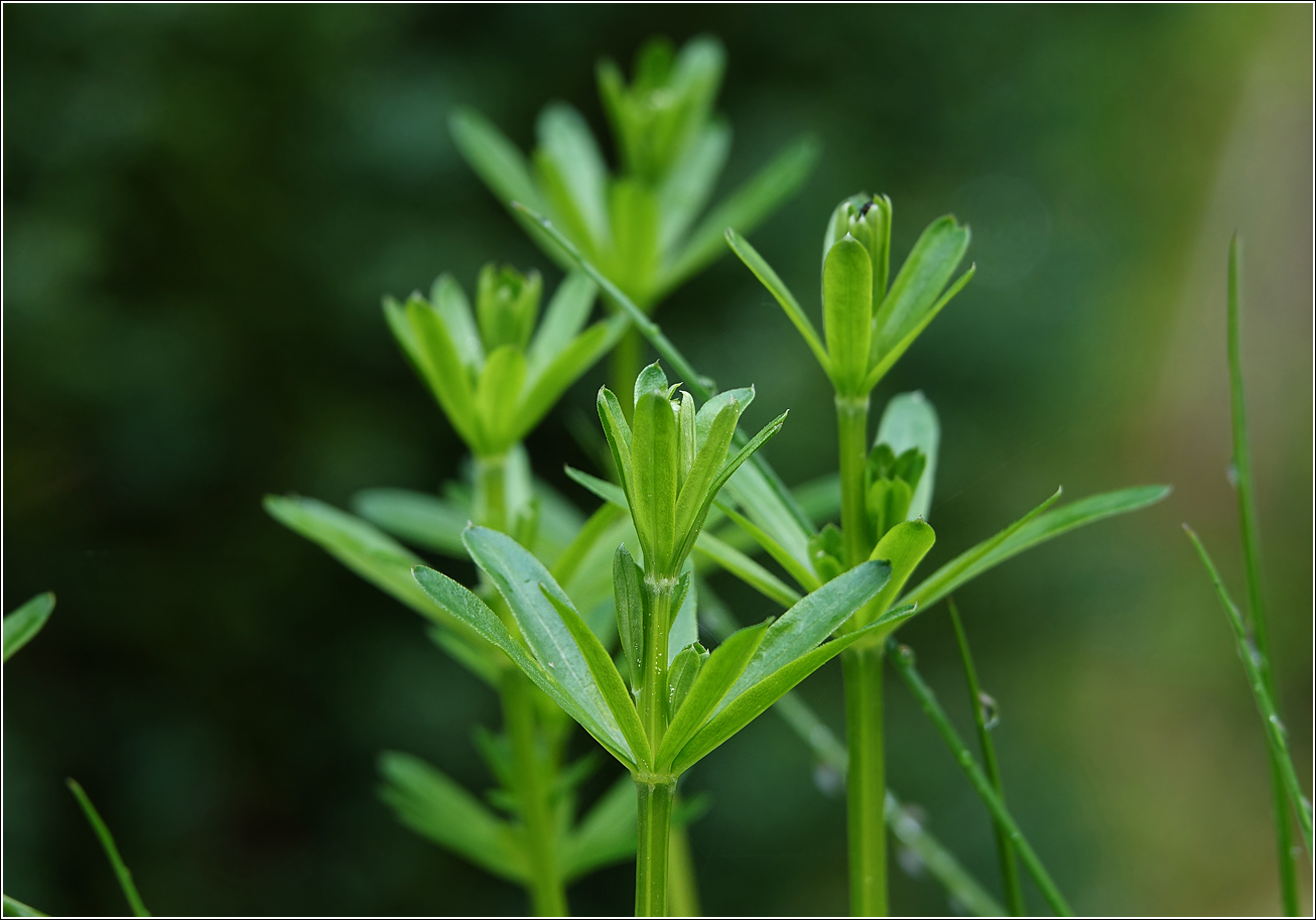 Изображение особи Galium mollugo.