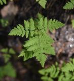 Gymnocarpium dryopteris. Вайя. Челябинская обл., Кыштымский городской округ, окр. пос. Слюдорудник, гора Слюдяная, южный склон, на слюдяной скале перед входом в штольню. 3 июля 2023 г.