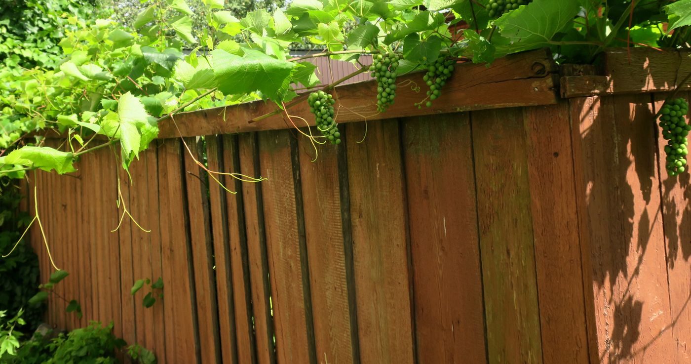 Image of Vitis vinifera specimen.