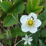 Fragaria orientalis