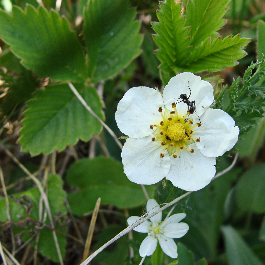 Изображение особи Fragaria orientalis.