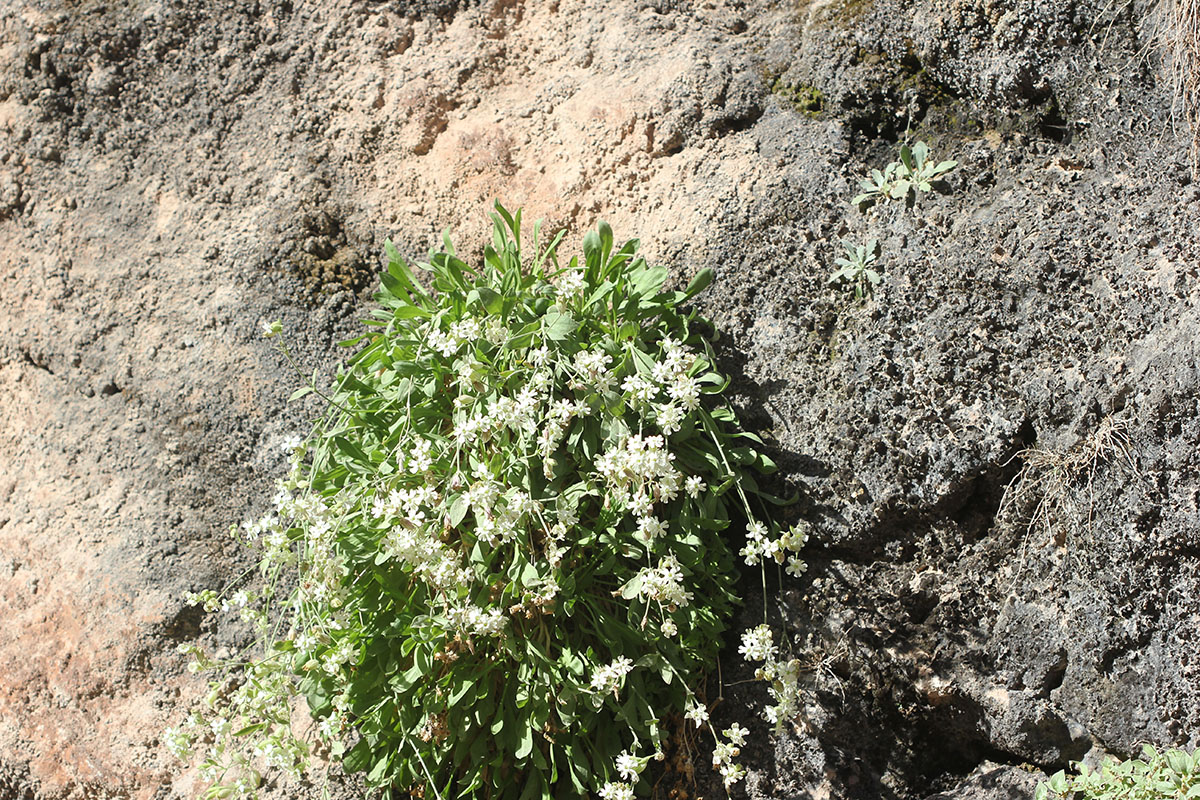 Изображение особи Silene michelsonii.