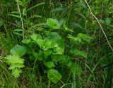 Viola mirabilis. Плодоносящее растение. Свердловская обл., Краснотурьинский ГО, долина р. Каква, нижняя часть склона Камня Ступеньки, сосновый лес с примесью берёзы. 10 июня 2023 г.