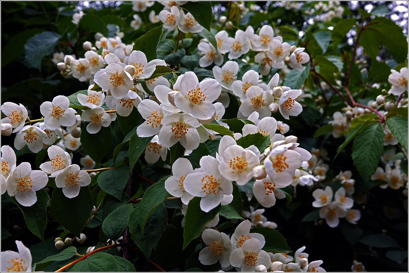 Image of Philadelphus pubescens specimen.