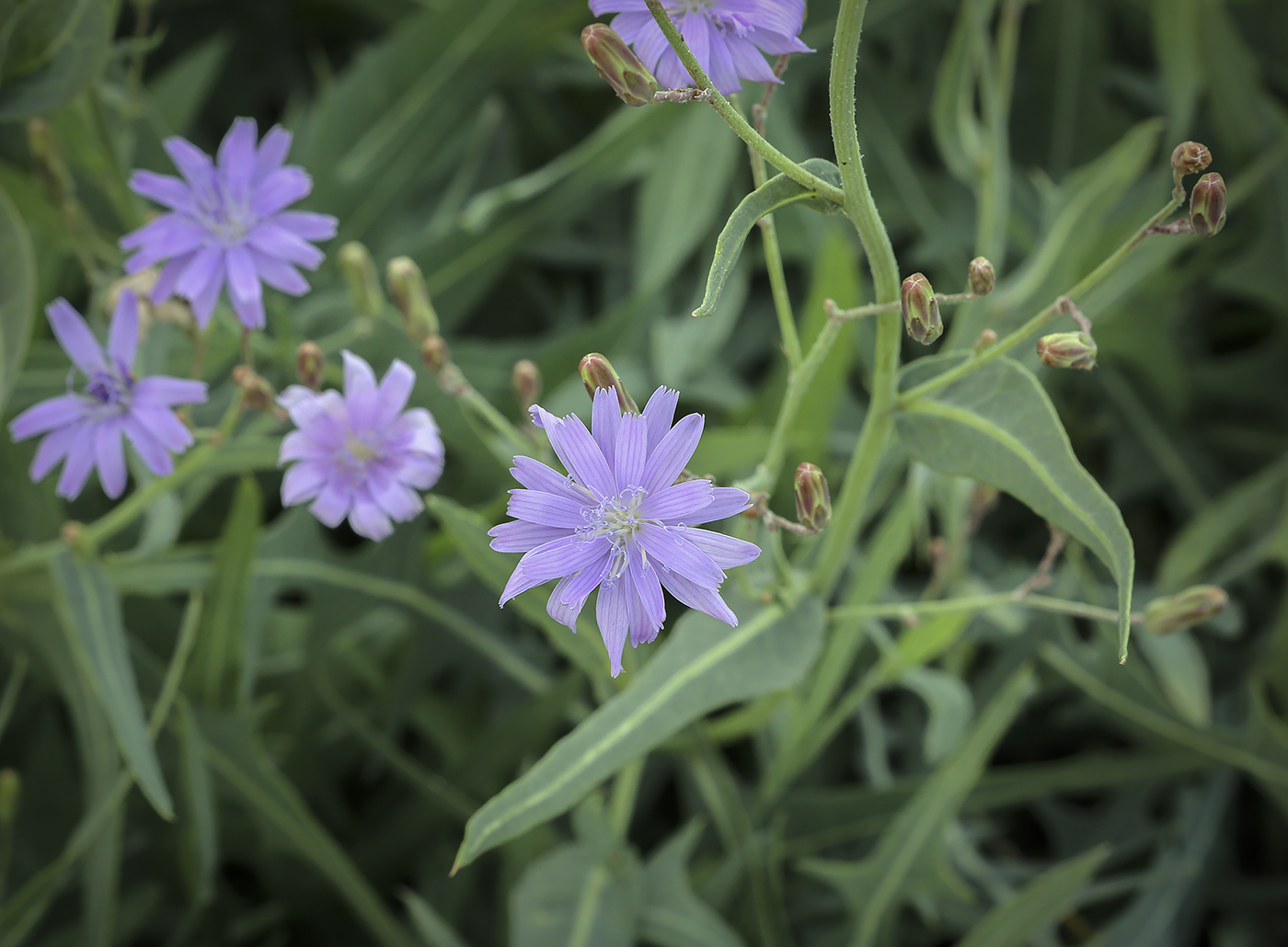 Image of Lactuca tatarica specimen.