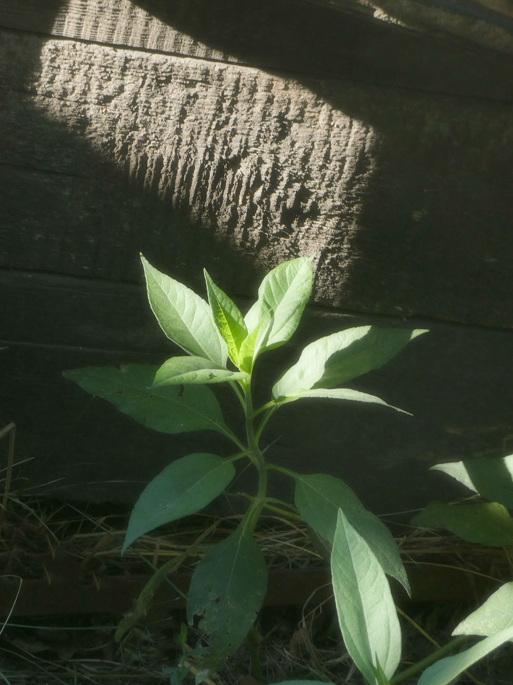 Image of Helianthus tuberosus specimen.