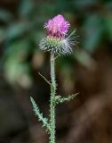 genus Carduus