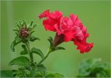 Petunia × hybrida