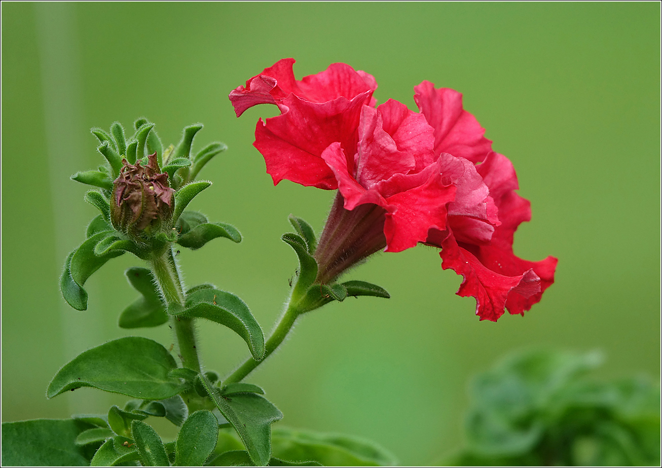 Image of Petunia &times; hybrida specimen.