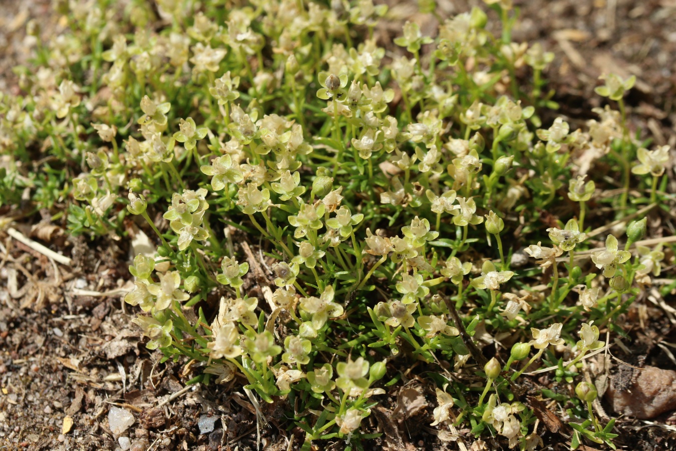 Image of Sagina procumbens specimen.