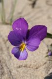 Viola maritima. Цветок (крупинки — скорее всего пыльца Pinus sylvestris). Ленинградская обл., Кингисеппский р-н, окр. дер. Выбье, экологическая тропа; берег Финского зал. западнее устья р. Выбья, частично закреплённые пески между песчаным береговым валом и древними дюнами. 28.05.2023.