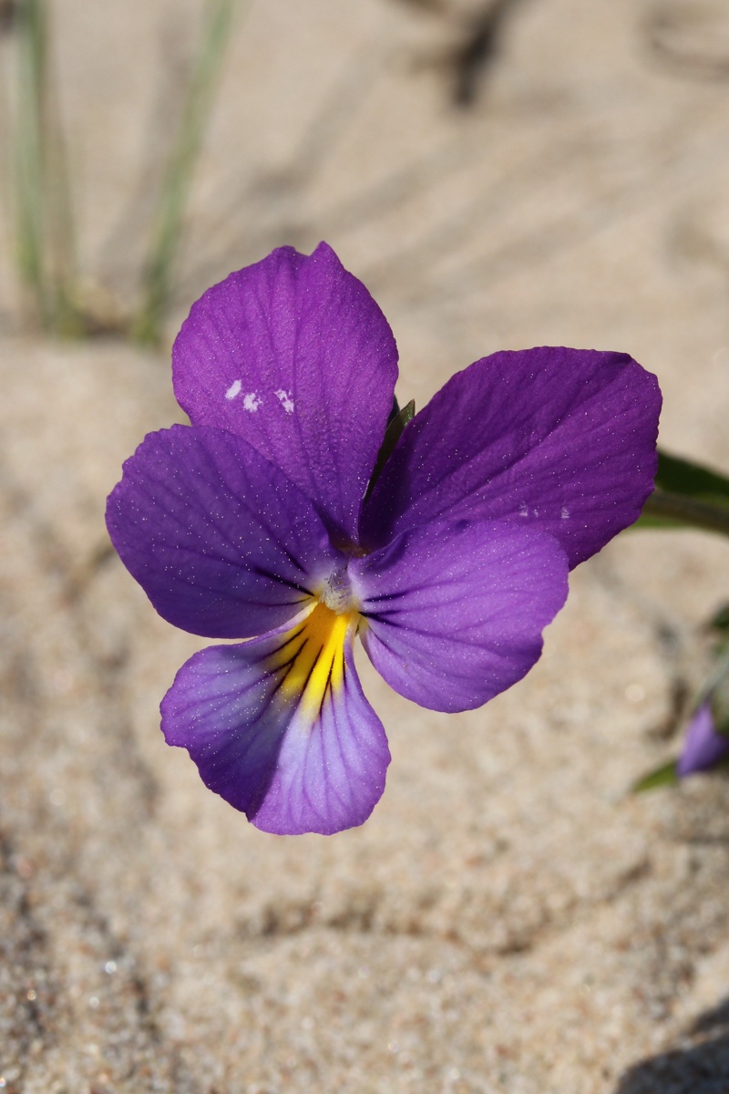 Изображение особи Viola maritima.