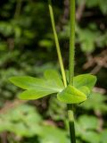 Aquilegia vulgaris. Часть стебля в месте ветвления. Московская обл., Дмитровский р-н, окр. пос. Раменский, возле лесной дороги. 14.06.2023.