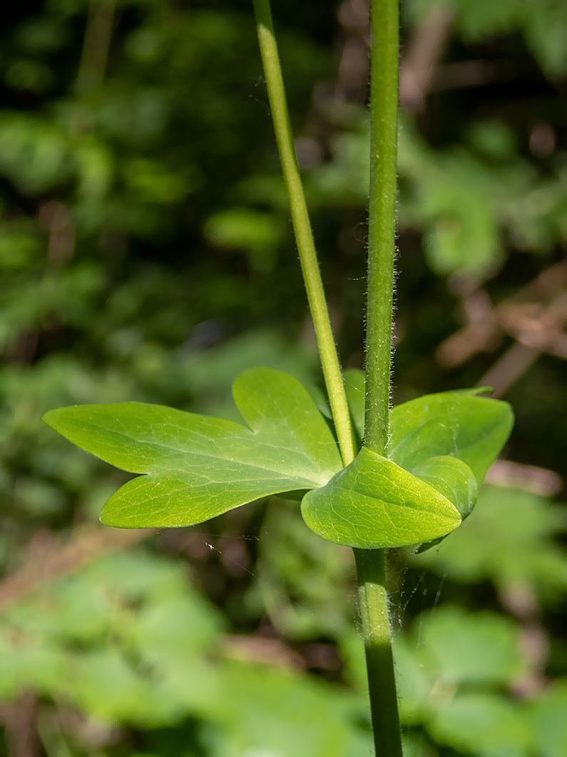 Image of Aquilegia vulgaris specimen.