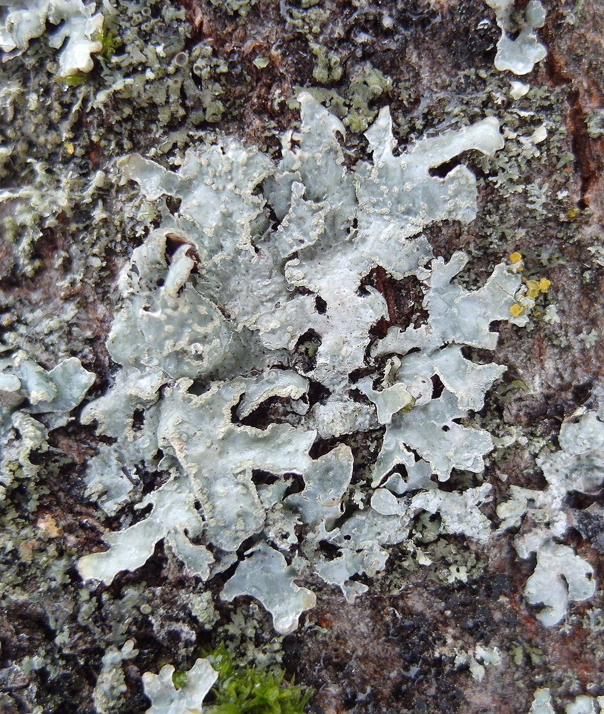 Image of Parmelia sulcata specimen.