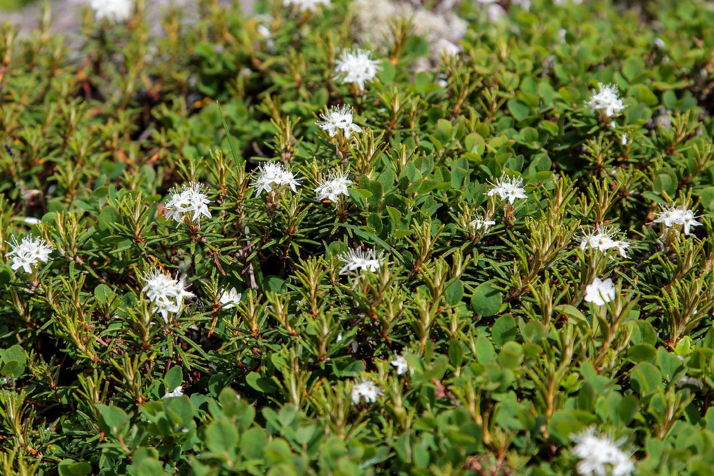 Image of Ledum palustriforme specimen.