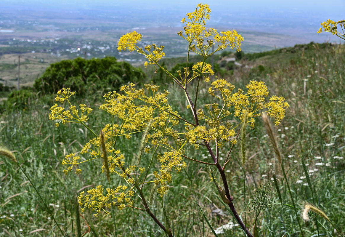 Image of Prangos ferulacea specimen.