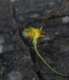 Leontodon подвид hastilis
