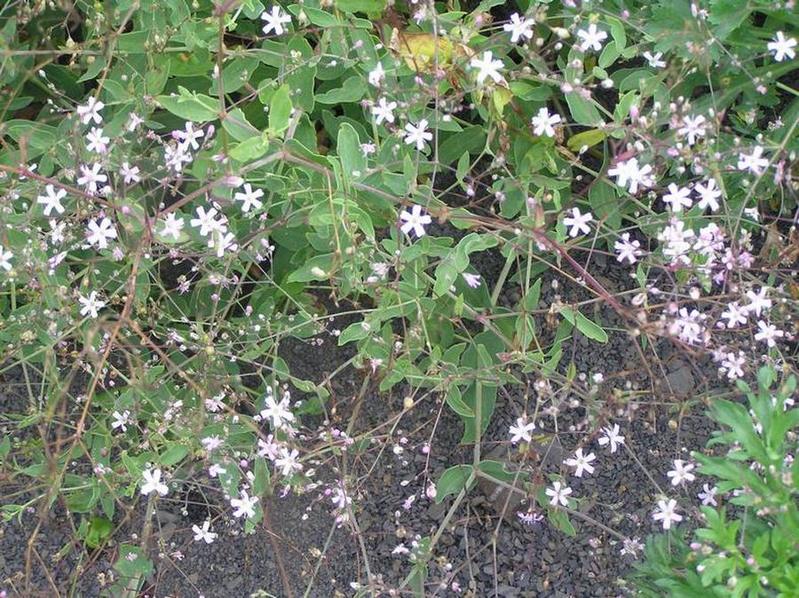 Изображение особи Gypsophila pacifica.