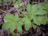 Corydalis marschalliana. Листья (справа - листья Ficaria verna). Ростовская обл., окр. г. Донецк, правый берег р. Северский Донец, дубово-вязовый лес. 09.04.2024.