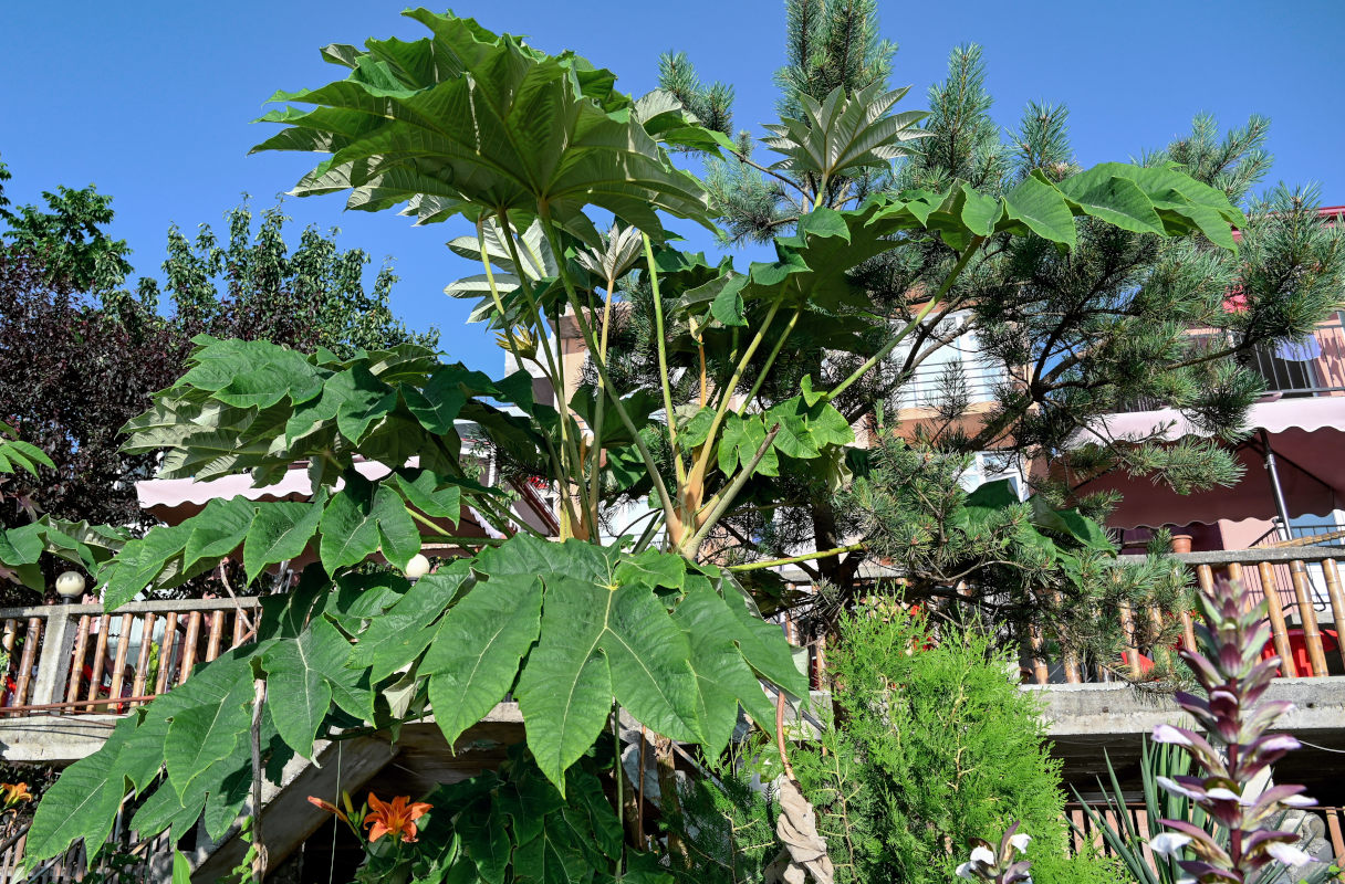Изображение особи Tetrapanax papyrifer.