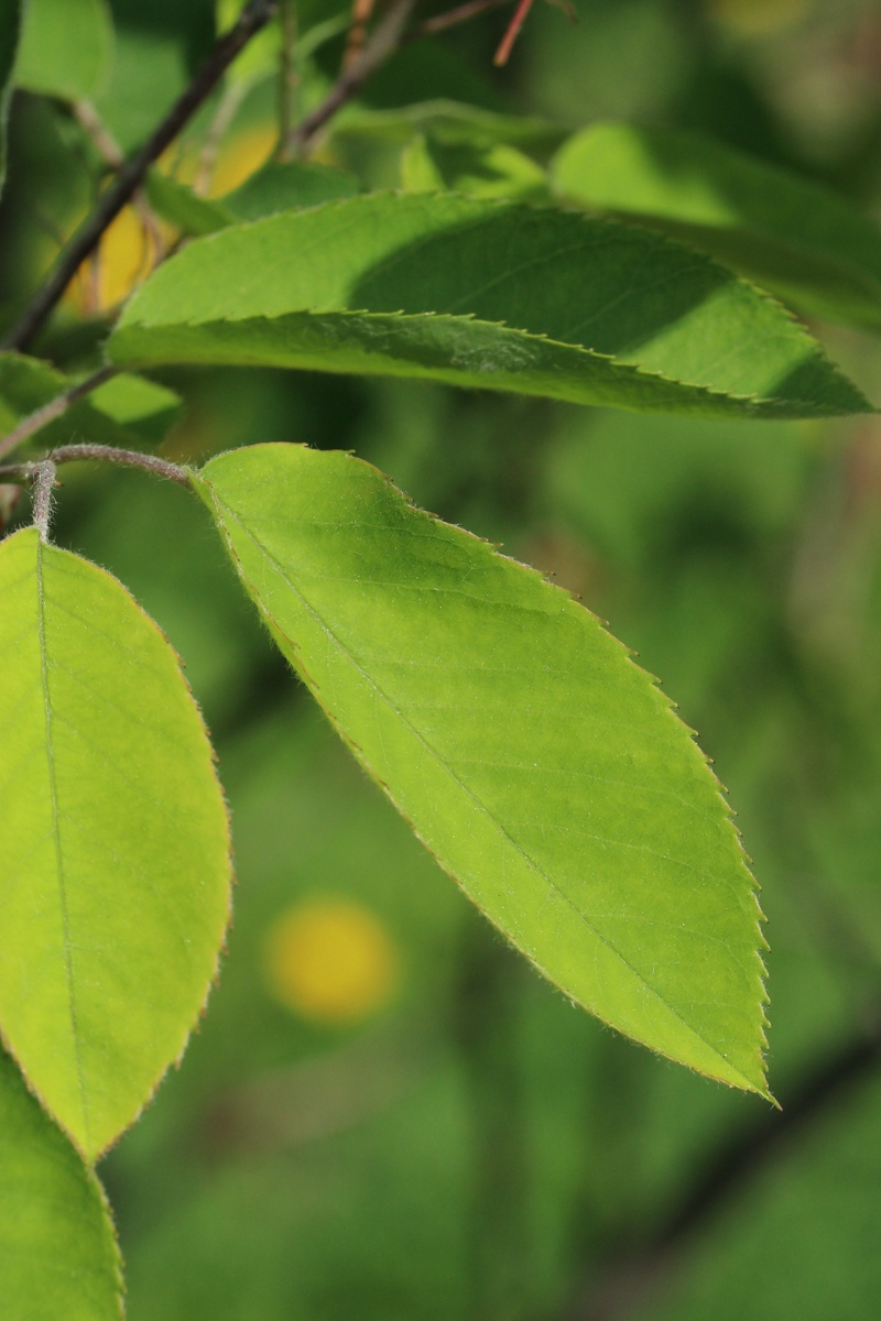 Изображение особи Amelanchier canadensis.