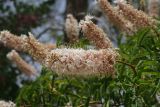 Aesculus californica
