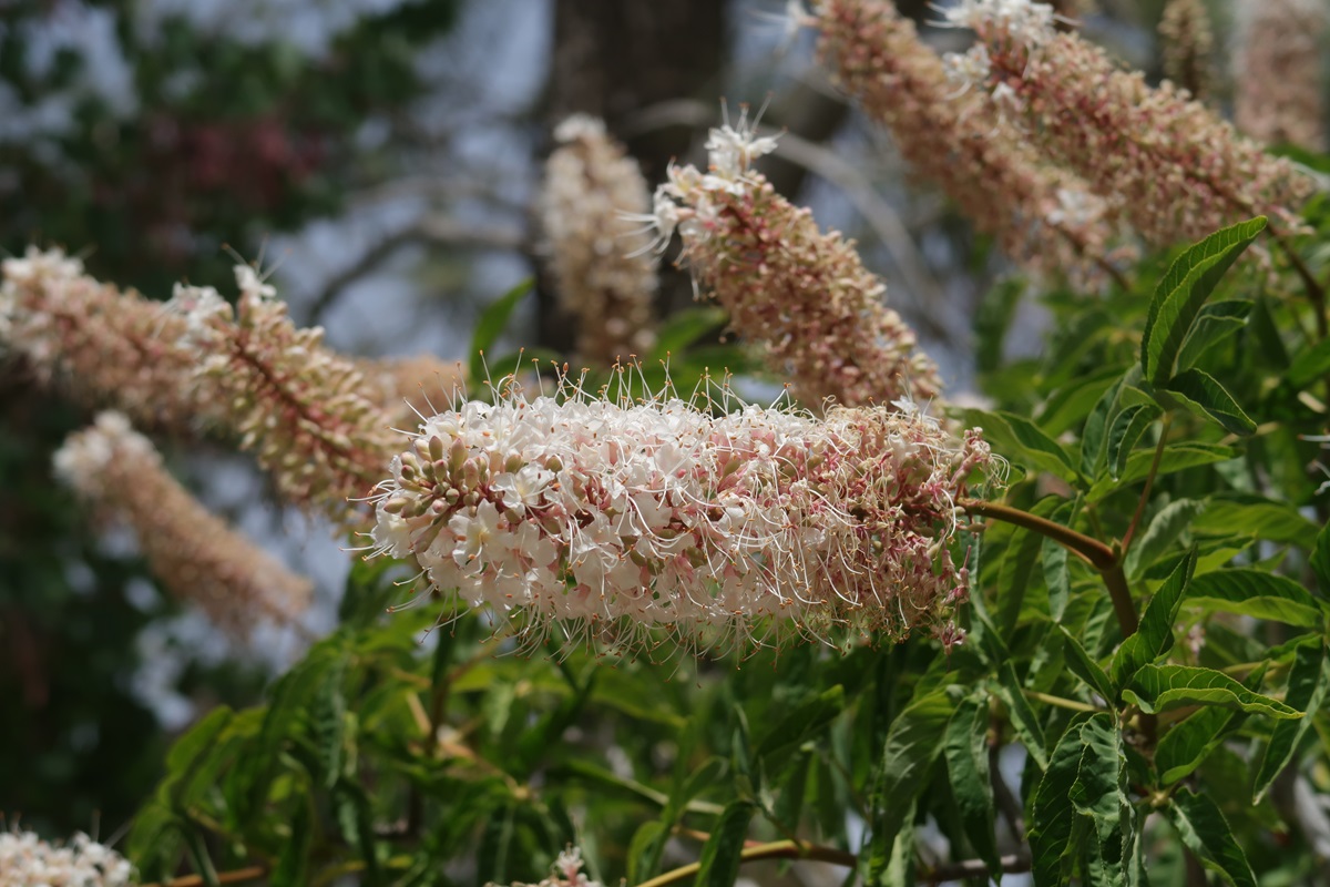 Image of Aesculus californica specimen.